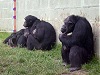 Gorillas welsh mountain zoo view wales welsh uk